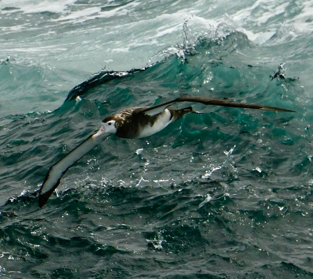An albatross flying low over the sea.