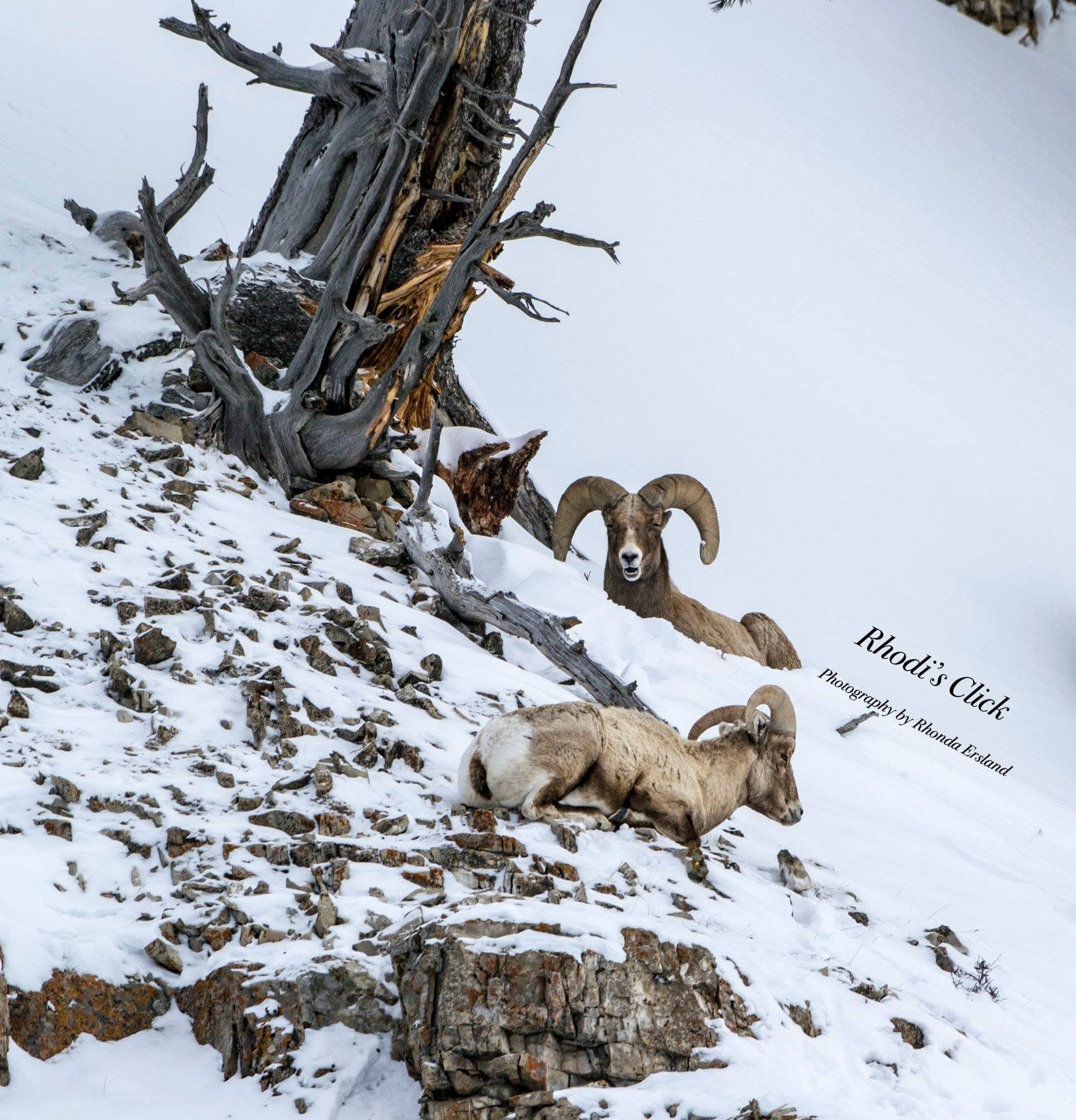 Bighorn sheep standing in a mountain landscape.