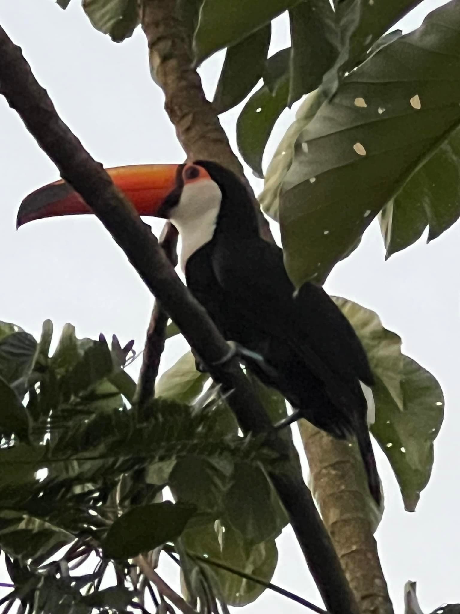 A toucan perched among branches.