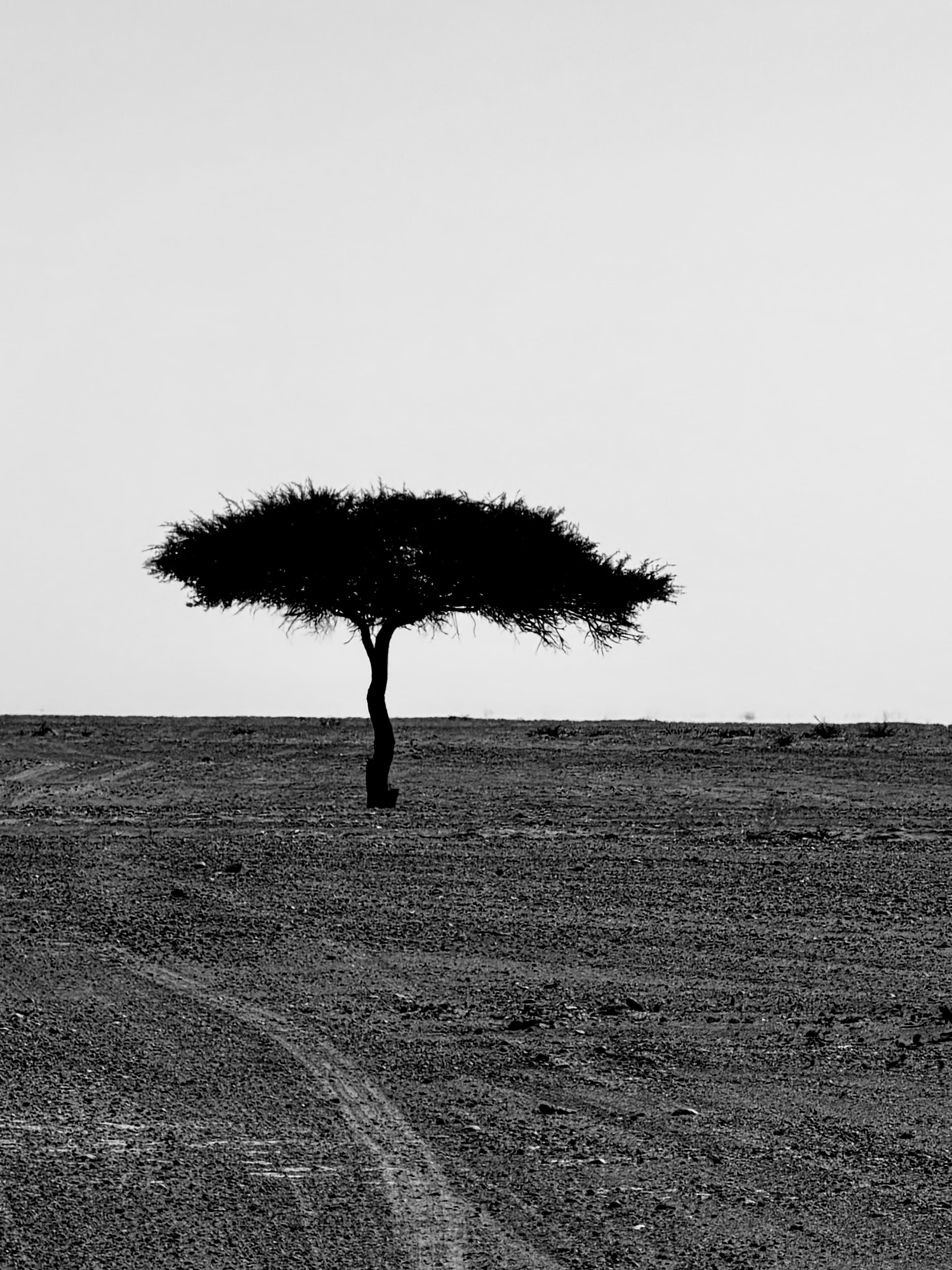 A lone tree standing in the Sahara desert landscape near Erg Chigaga.