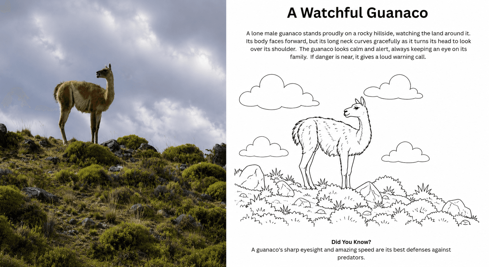 A guanaco photograph beside a coloring book page titled A Watchful Guanaco.