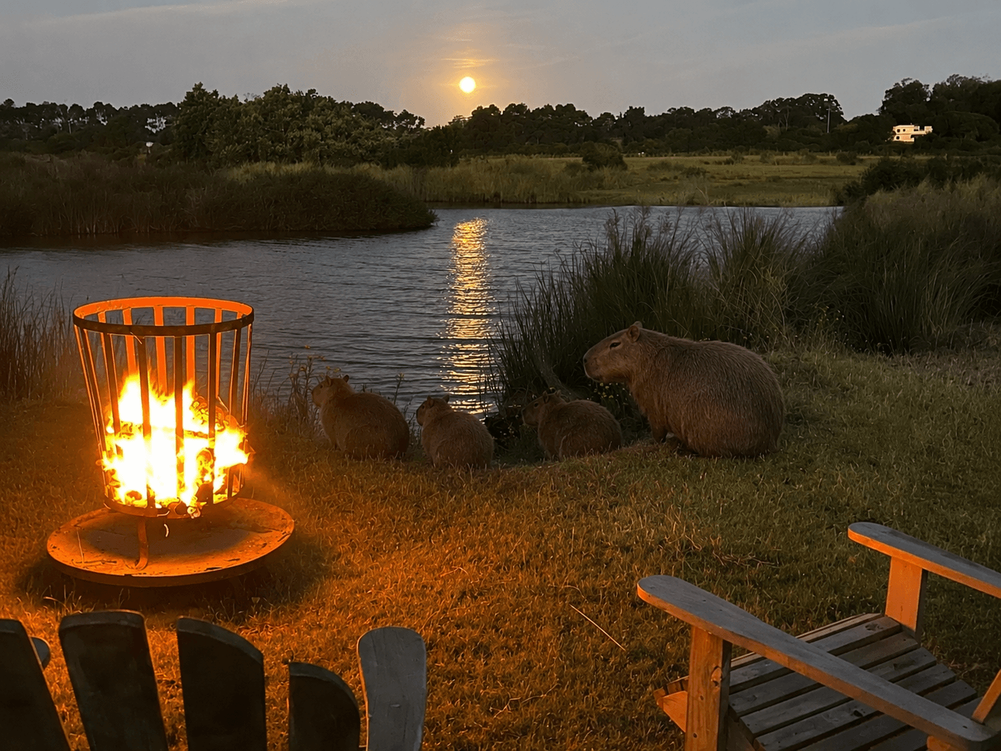 A capybara family near the water in Uruguay.