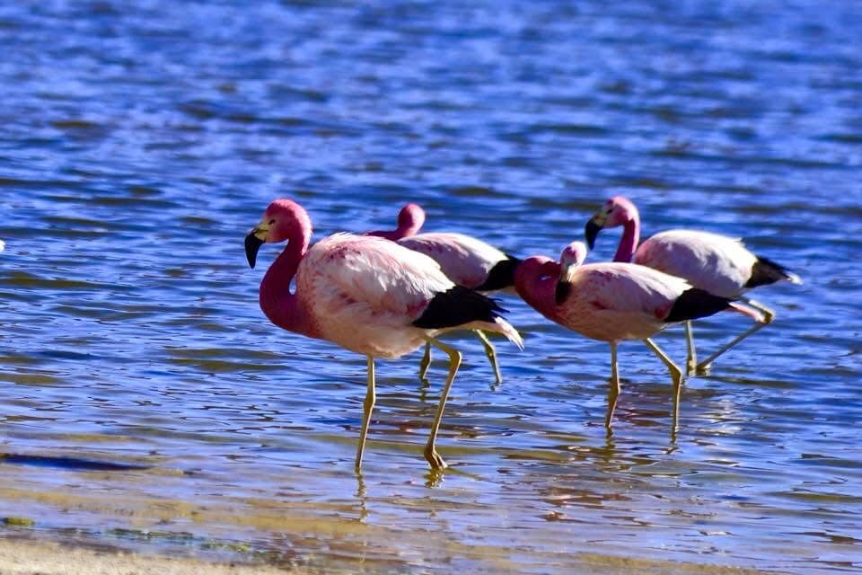 A group of Andean flamingos gathered on an Atacama lagoon.