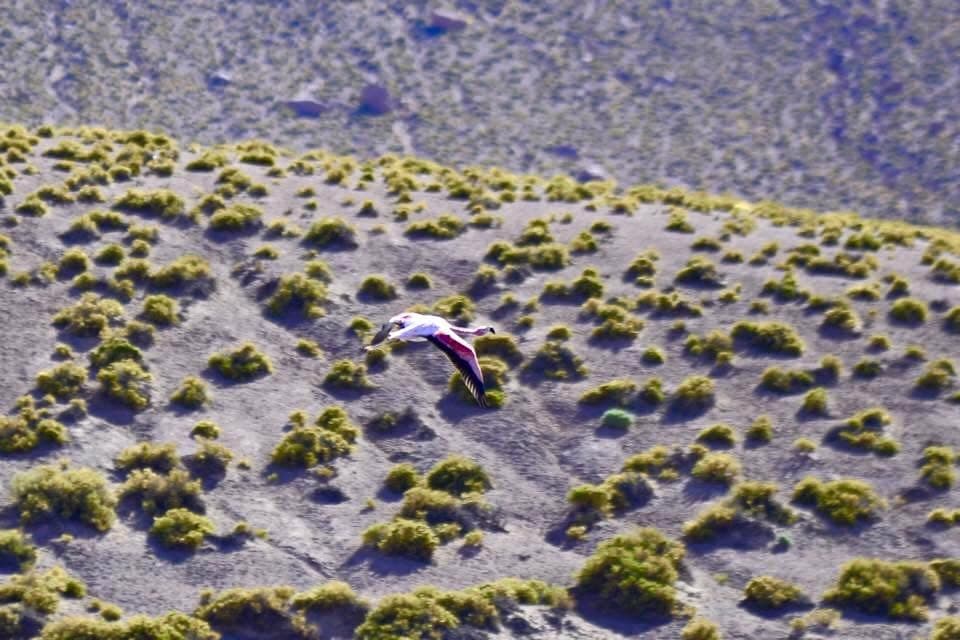 An Andean flamingo flying above an Atacama lagoon.