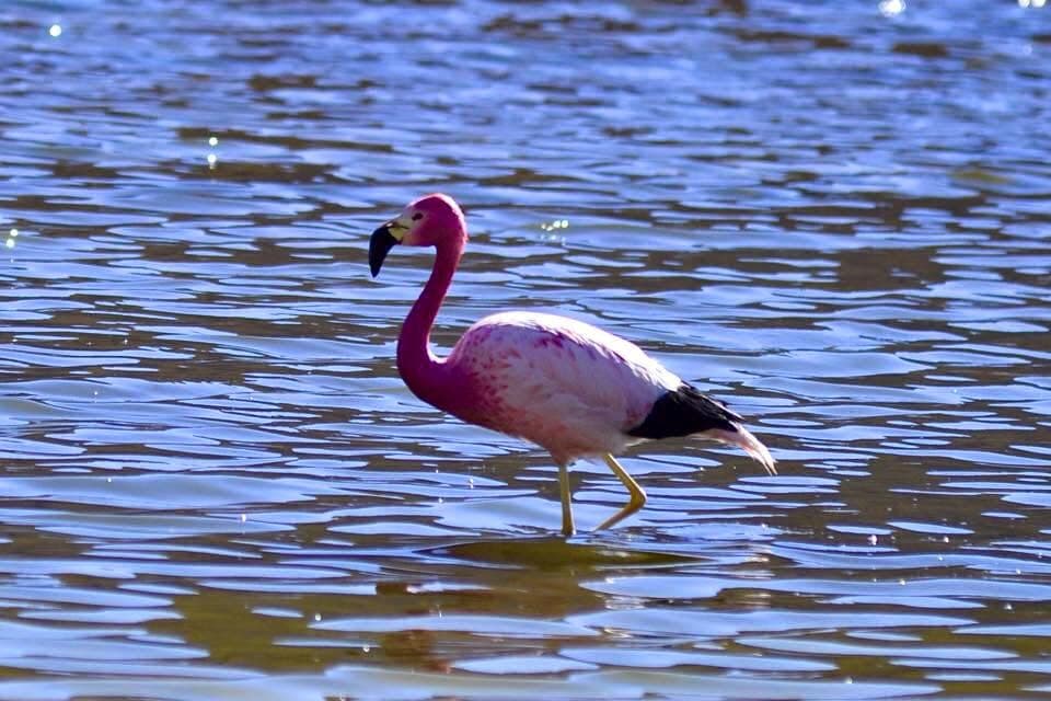 An Andean flamingo feeding in a high-altitude Atacama lagoon.