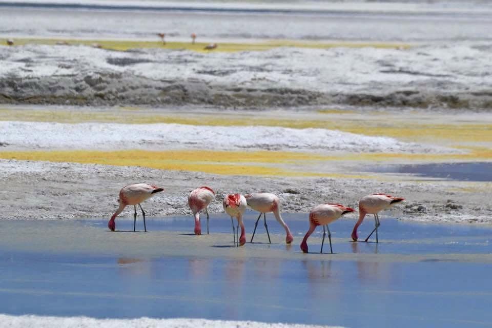 An Andean flamingo reflected in an Atacama salt-flat lagoon.