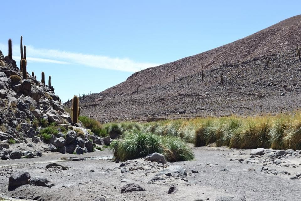 A cactus growing in the rocky Atacama Desert.