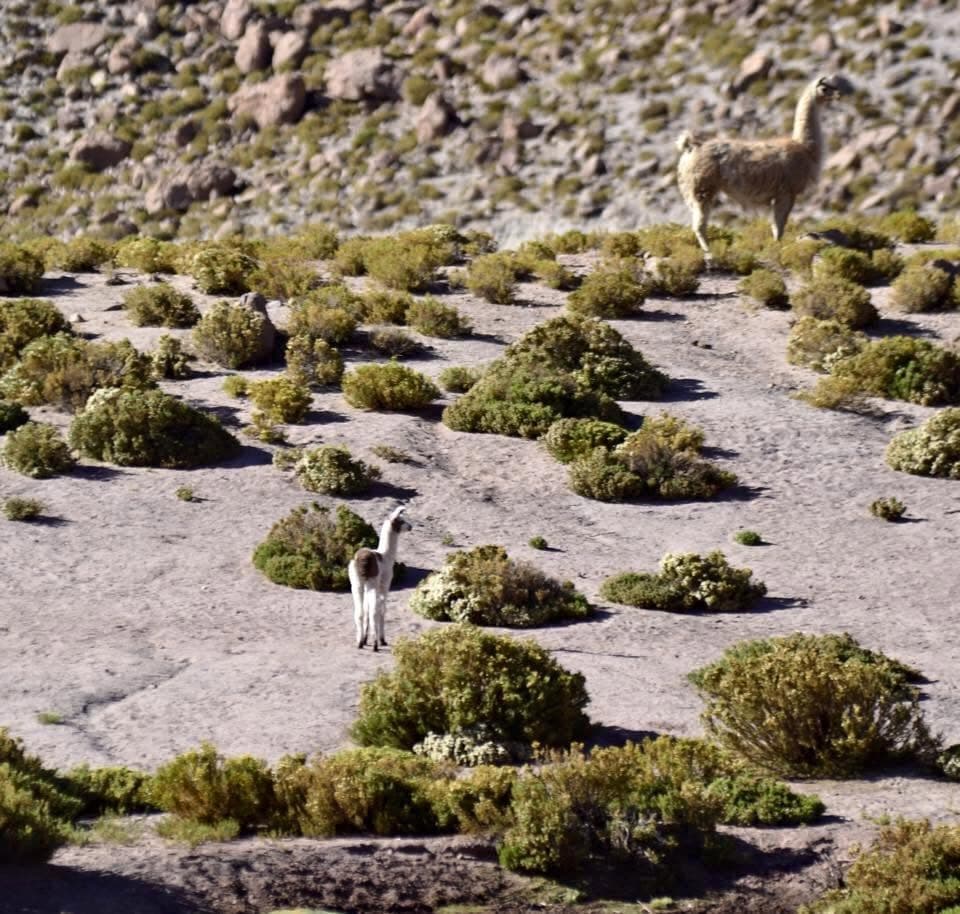 A young guanaco in the high-desert landscape near San Pedro de Atacama.