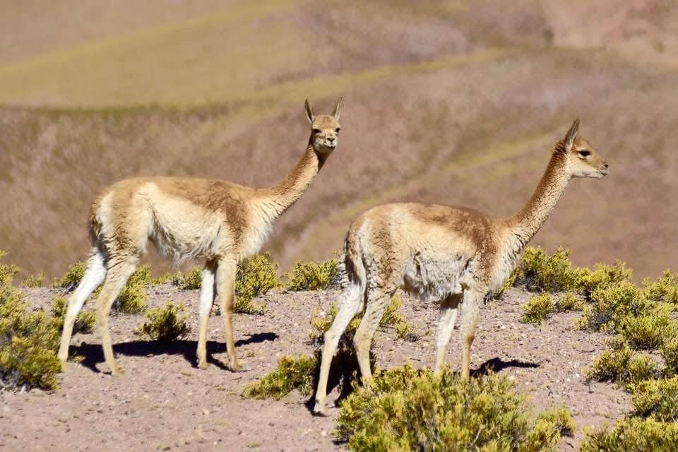 Two guanacos standing among sparse shrubs in the Atacama Desert.