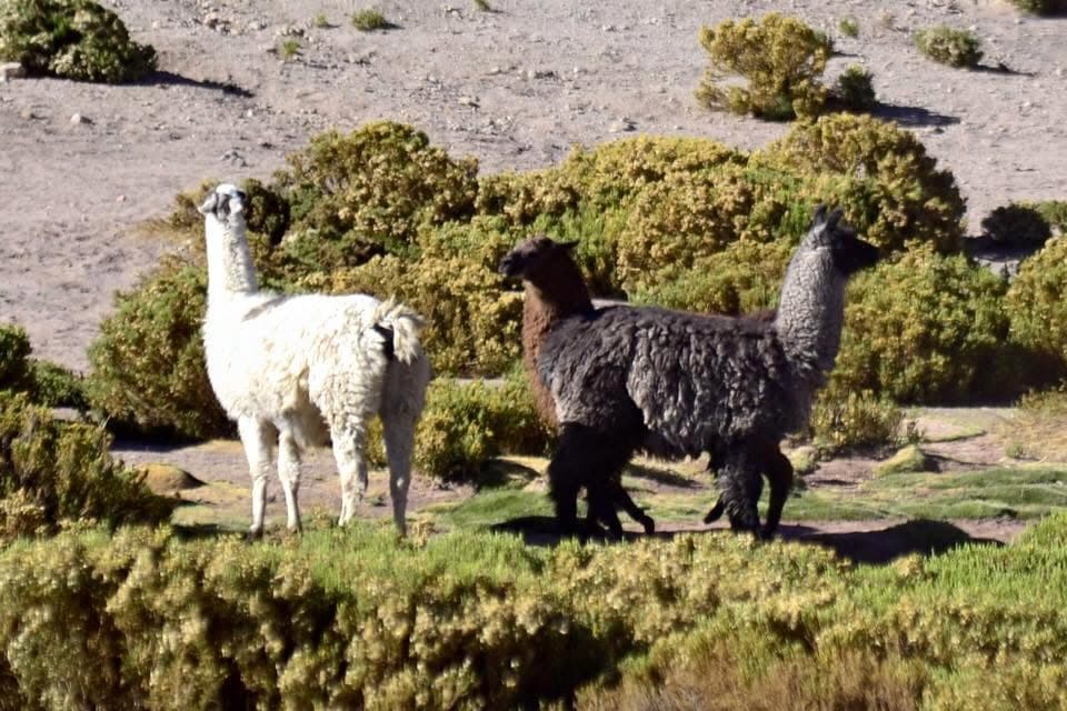 A colorfully decorated llama near San Pedro de Atacama.