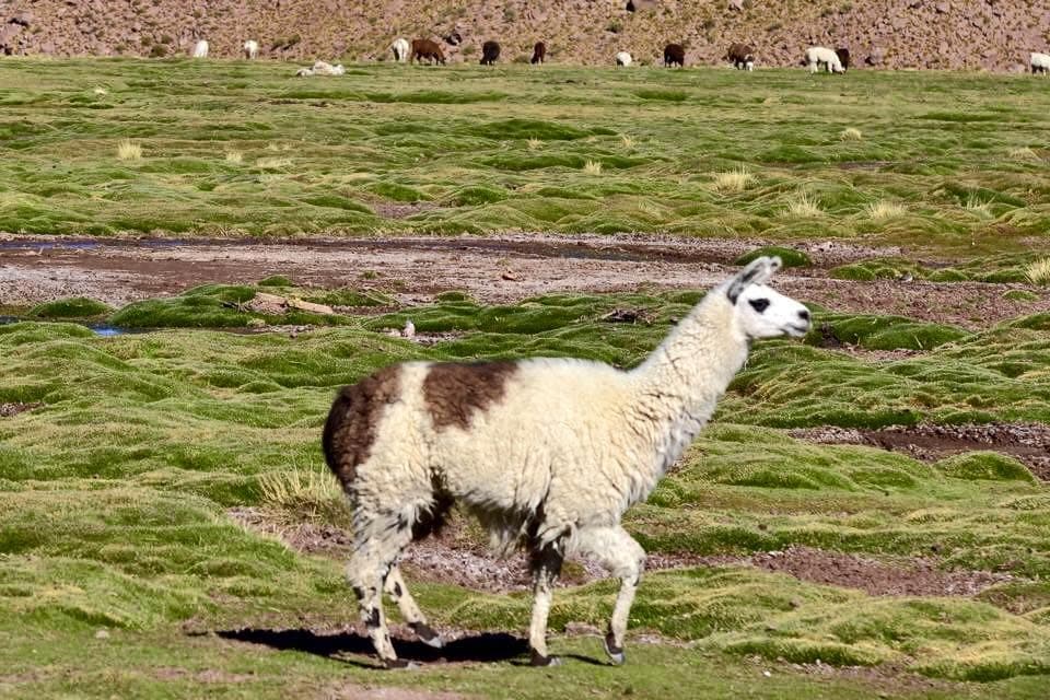 A llama photographed in the Atacama region of Chile.