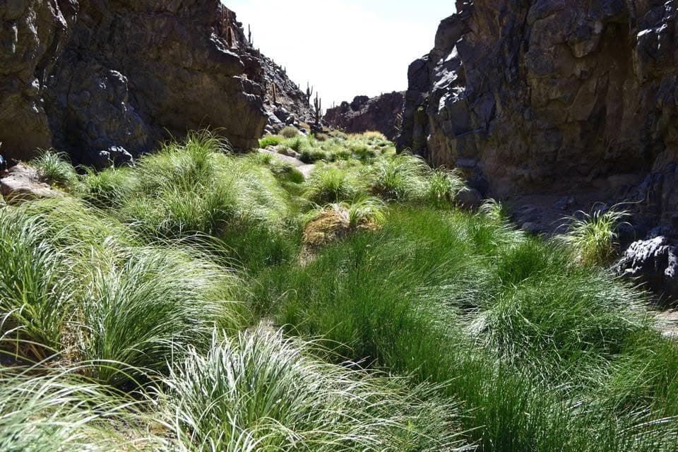 A dry riverbed cutting through the Atacama Desert landscape.