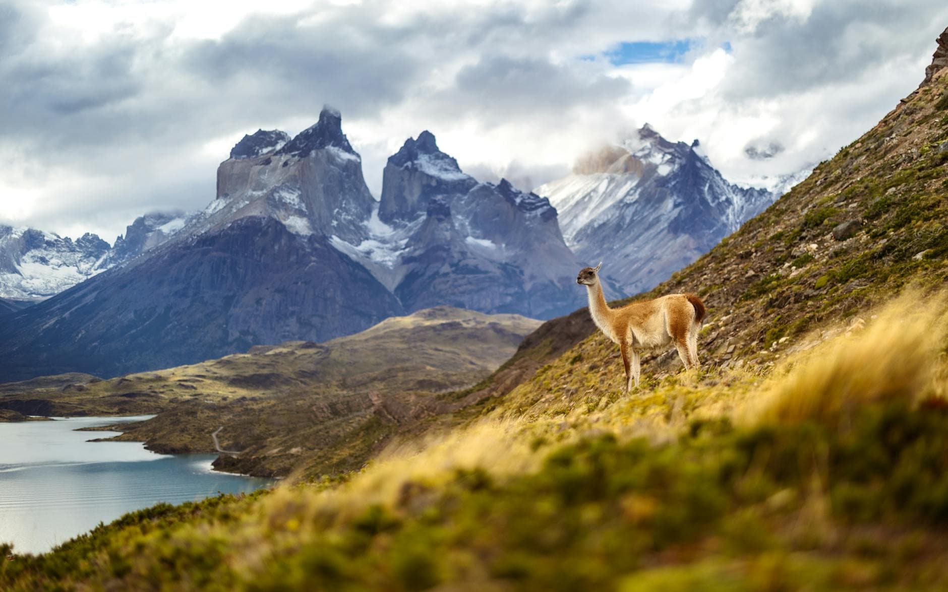 A guanaco standing in the open landscape of Patagonia.