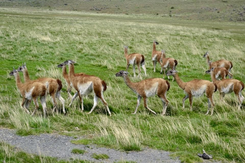 A herd of guanacos crossing the grasslands of Torres del Paine.