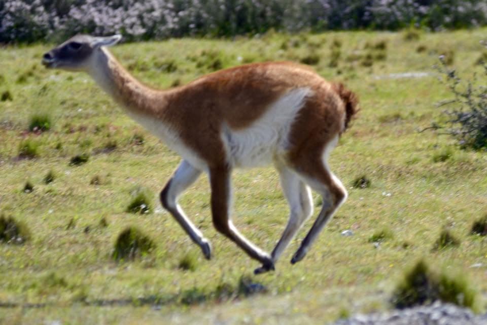 A guanaco running through the terrain of Torres del Paine.
