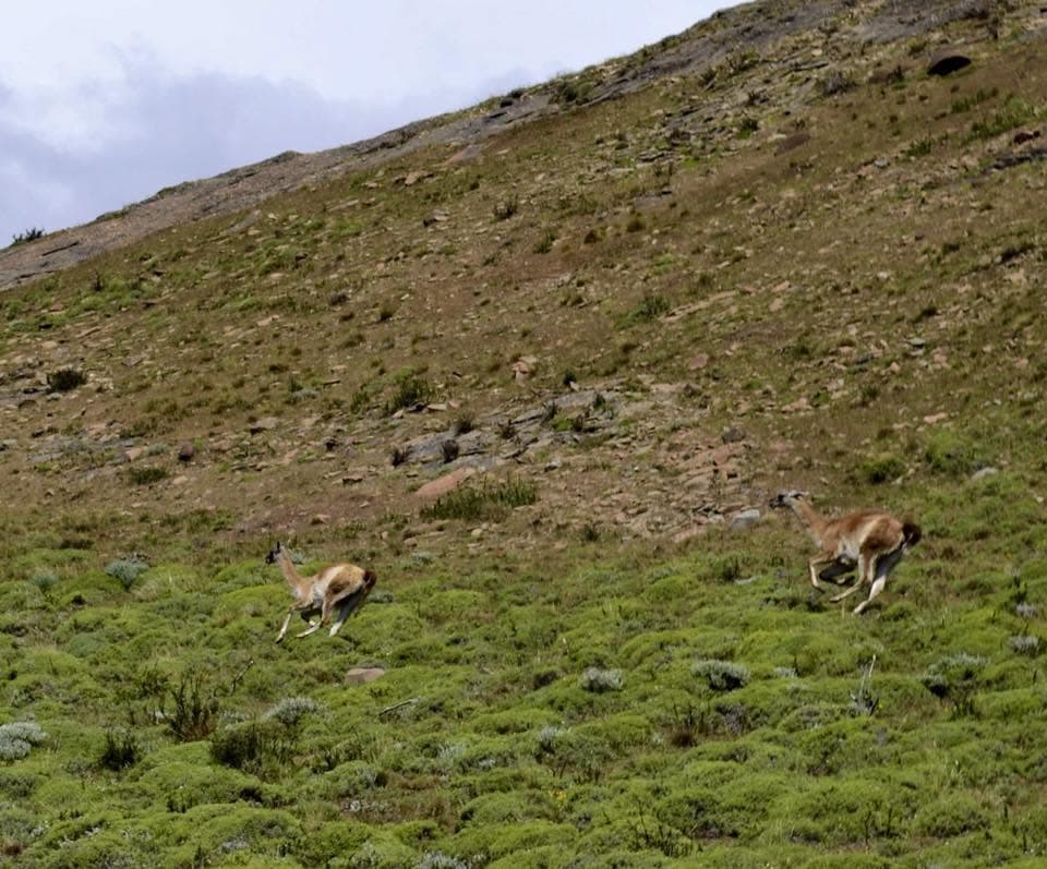 Guanacos playing in the grasslands of Torres del Paine.