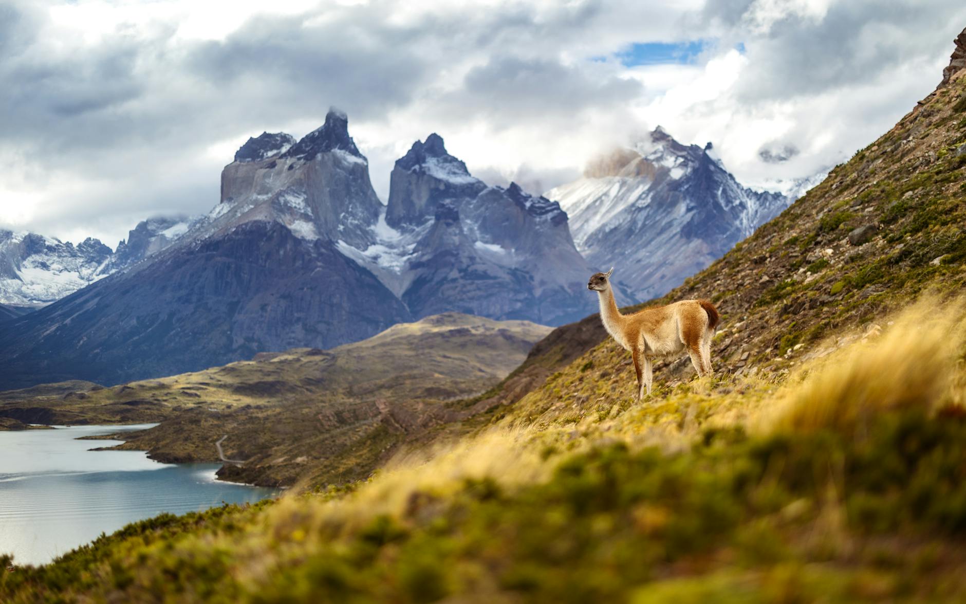 guanaco in Patagonia, Chile Tores Del Paine